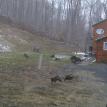 Turkeys at Cabin